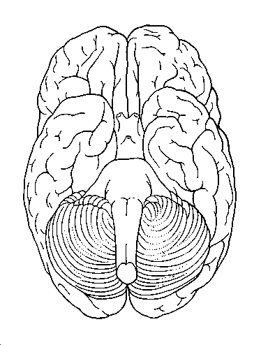 Neuroscience Resources for Kids - Coloring Book